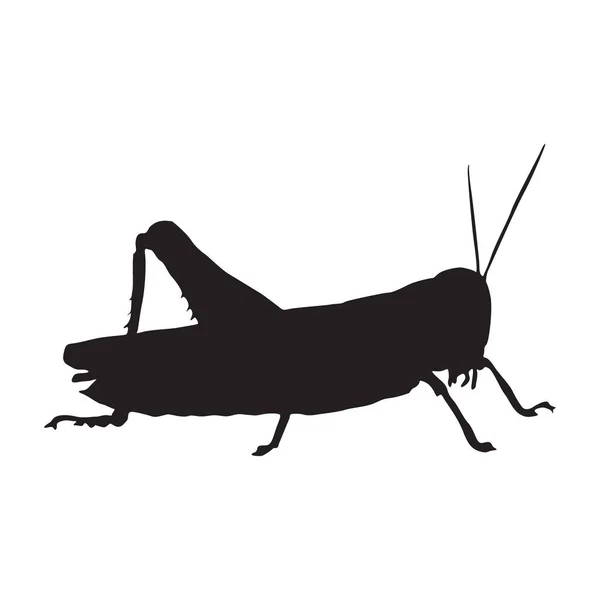 Μόνιμη Grasshopper Caelifera Μια Πλευρά Προβολή Silhouette Βρέθηκαν Στο Χάρτη — Διανυσματικό Αρχείο