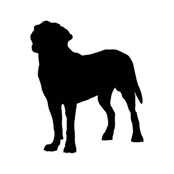 Maior Silhueta Cachorro Suíço Encontrada Mapa Europa — Vetor de Stock