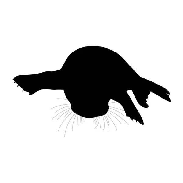 Phoque Gris Halichoerus Grypus Reposant Sur Une Plage Vue Face — Image vectorielle