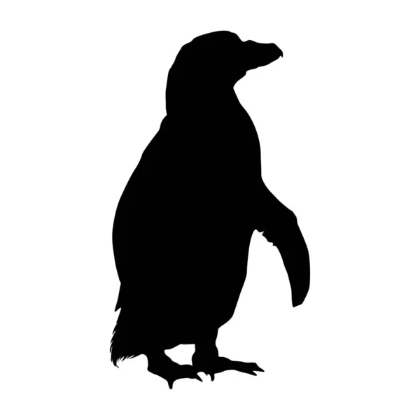 Standing Humboldt Penguin Spheniscus Humboldti Side View Silhouette Found Map — стоковый вектор