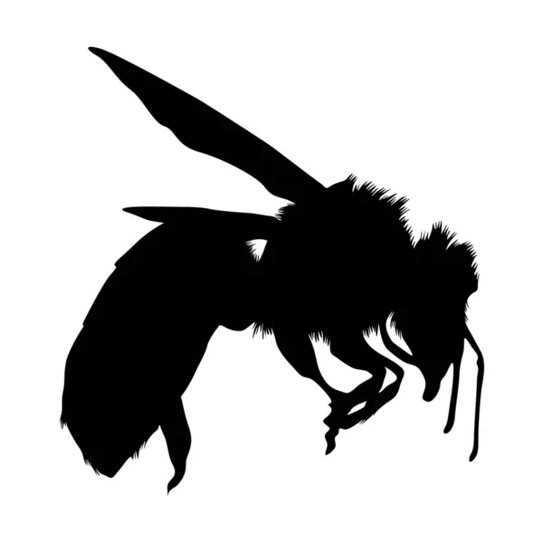 Flying Honey Bee Apis Side View Silhouette Found All World — Vetor de Stock