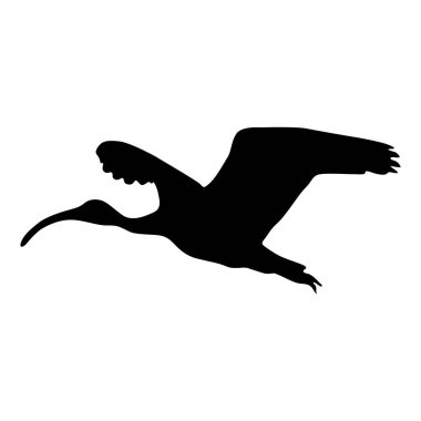 Uçan Ibis Kuşu (Threskiornithidae) Kuzey Amerika, Afrika ve Avustralya haritasında bulunan Yan Görünüm Siluetinde. Element Kitabı, Hayvan Kitapları ve Hayvan İçeriği için kullanılabilir