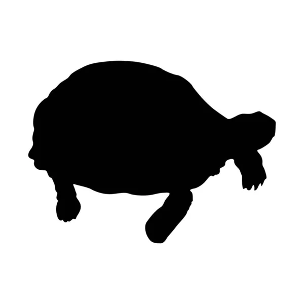 Vandring Indian Star Tortoise Geochelone Elegans Sida Visa Silhuett Hittad — Stock vektor