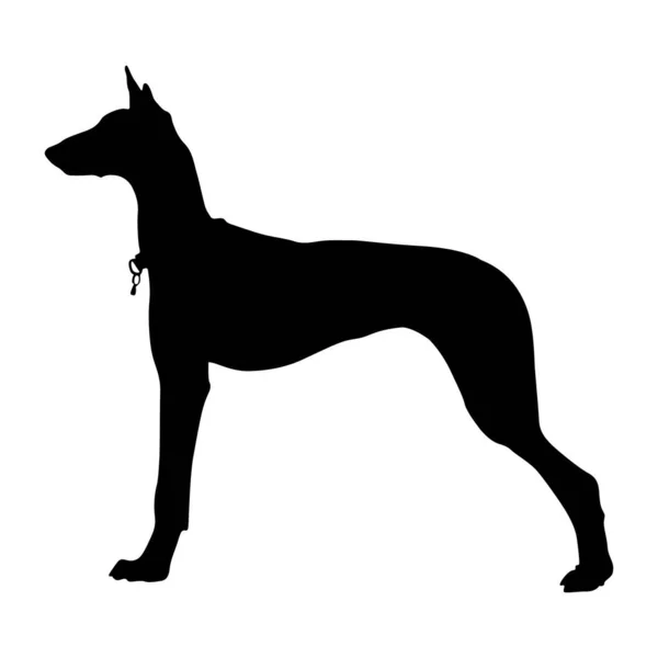 在欧洲地图上发现的侧视图轮廓上站立着一只两栖动物猎狗 用于基本印刷书籍 动物书籍和动物内容的好方法 — 图库矢量图片