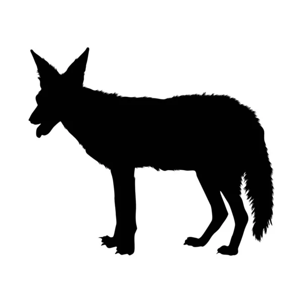 Список Викопних Птахів Standing Jackal Canis Aureus Side View Silhouette — стоковий вектор