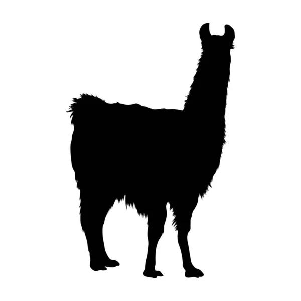Standing Llama Lama Glama Side View Silhouette Found Map South — Stock Vector