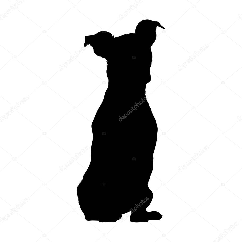 Sitting Jack Russel Terrier Dog On a Front View Silhouette Found In Germany. Good To Use For Element Print Book, Animal Book and Animal Content