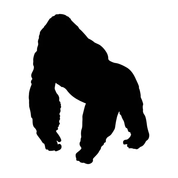 Standing Mountain Gorilla Gorilla Berengei Berengei Una Silueta Vista Frontal — Vector de stock