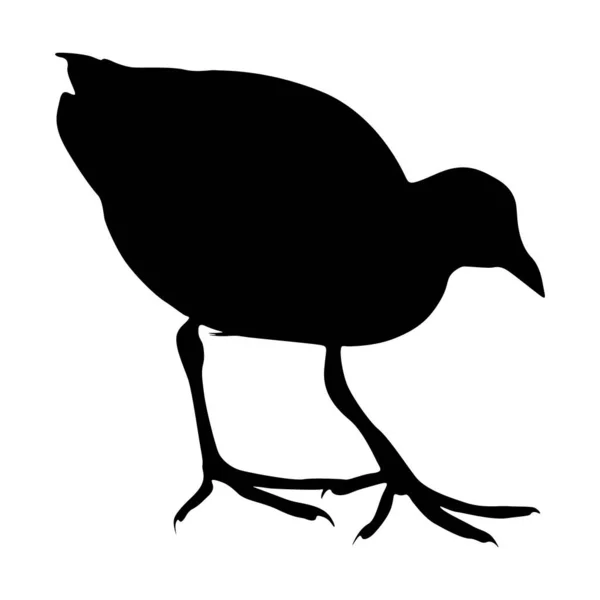 Walking Moorhen Bird Hydrurga Leptonyx Sur Une Silhouette Vue Côté — Image vectorielle