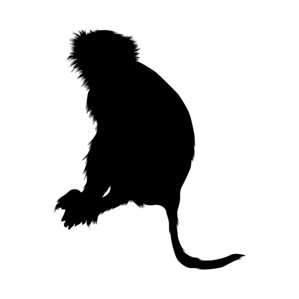 Mono Sentado Macaca Fascicularis Una Silueta Vista Lateral Que Encuentra — Archivo Imágenes Vectoriales