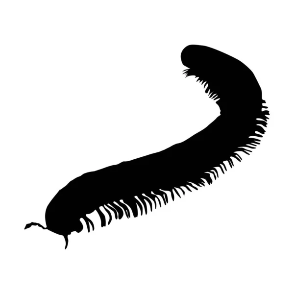 Walking Millipede Diplopoda Een Vooraanzicht Silhouet Gevonden Kaart Van Hele — Stockvector