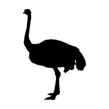 Devekuşu (Struth io Camelus) Afrika haritasında bulunan bir yan görünüş siluetinde duruyor. Element Yazdırma Defteri, Hayvan Kitabı ve Hayvan İçeriği İçin Kullanılabilir