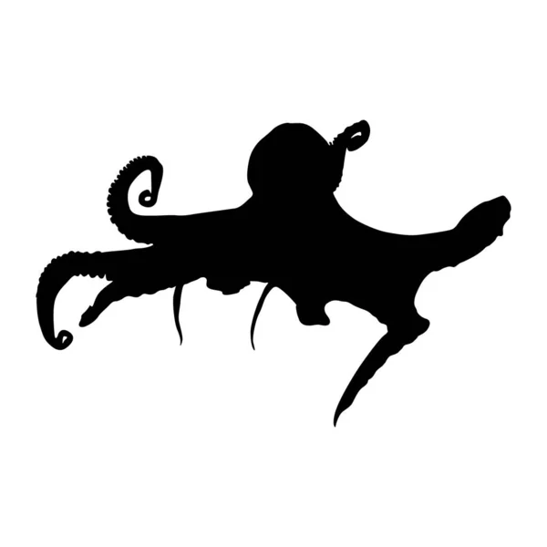 Octopus Octopus Vulgaris Zwemmend Een Vooraanzicht Silhouet Gevonden Kaart Van — Stockvector