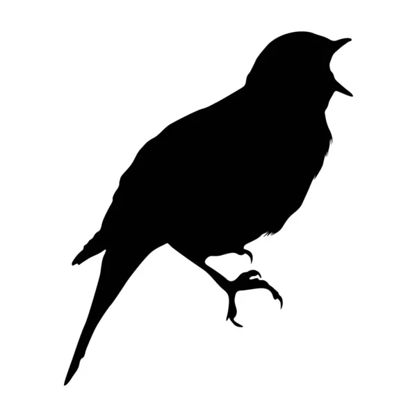 Nightingale Bird Luscinia Magarhynchos Stojąc Bocznym Widoku Sylwetka Znaleziona Mapie — Wektor stockowy