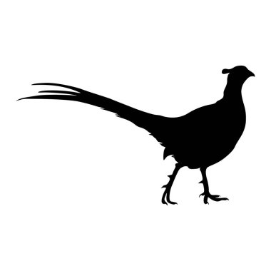 Sülün Kuşu (Phasianus Colchicus) Tüm Dünya Haritasında Bulunan Yan Görüş Siluetinde Durmaktadır. Element Yazdırma Defteri, Hayvan Kitabı ve Hayvan İçeriği İçin Kullanılabilir