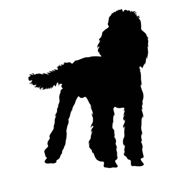 Poodle Dog Canis Lupus Standing Front View Silhouette Found Map — Archivo Imágenes Vectoriales