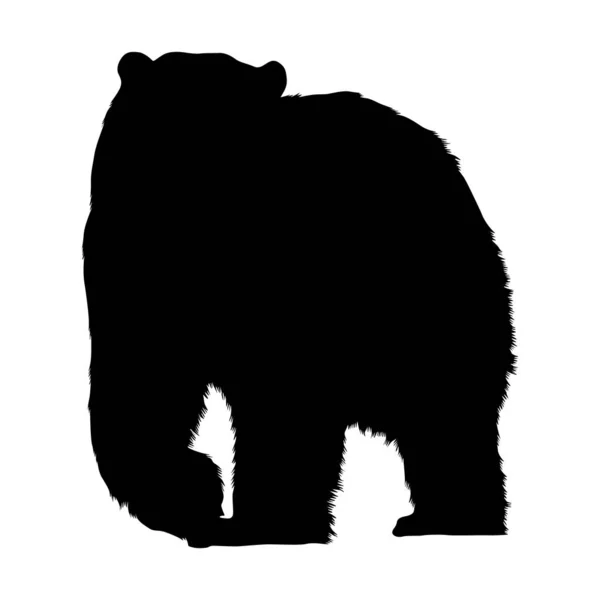 Urso Polar Ursus Maritimus Uma Vista Frontal Silhueta Encontrada Mapa —  Vetores de Stock