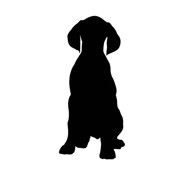 Pointer Dog Canis Lupus Sentado Una Silueta Vista Frontal Que — Archivo Imágenes Vectoriales