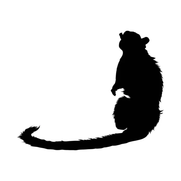 Pied Tamarin Saguinus Bicolor Zittend Een Zijaanzicht Silhouet Gevonden Kaart — Stockvector