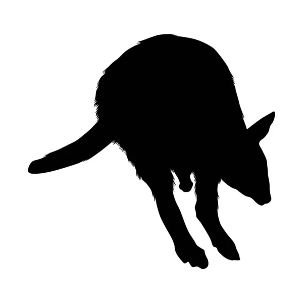 Pademelon Thylogale Jumping Front View Silhouette Found Map Oceania Good — Stock Vector