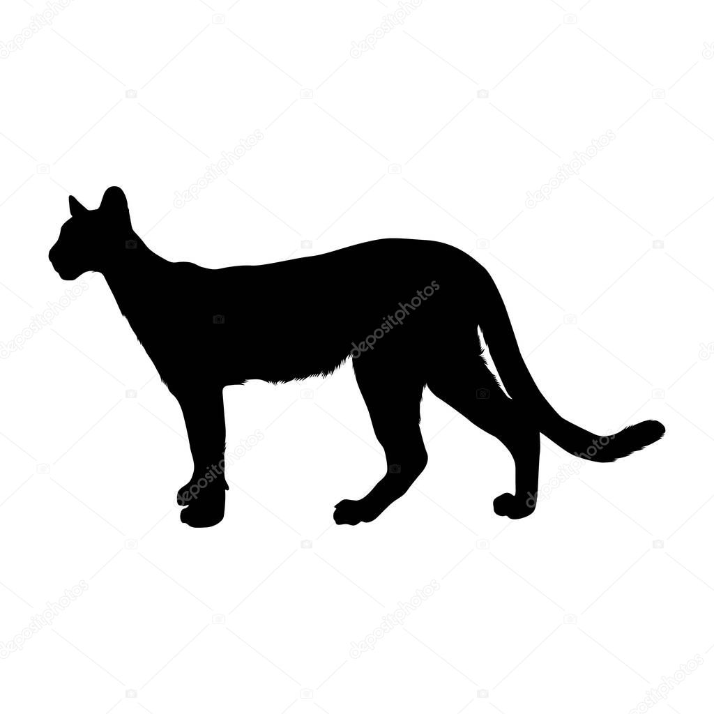 Panther (Panthera onca) Standing On a Side View Silhouette Found In Map Of America. Good To Use For Element Print Book, Animal Book and Animal Content