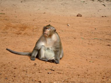 Yalnız bir maymun kuma oturur ve hayattan zevk alır. Maymunun yüzü mutluluk ve esenlik ile doludur..