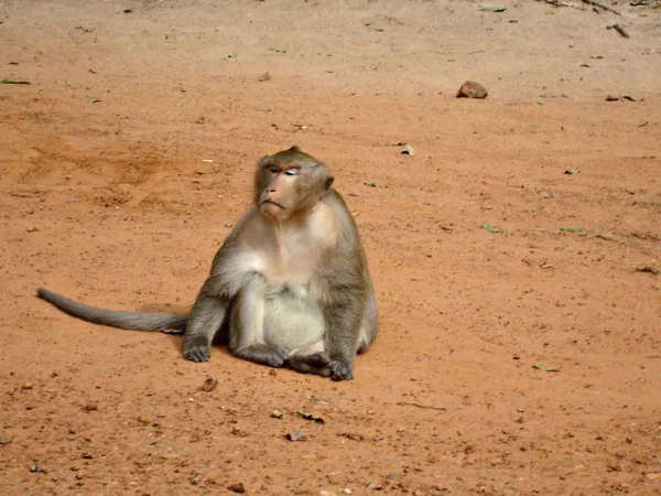 Lonely Monkey Sits Sand Enjoys Life Face Monkey Filled Happiness — Stock Photo, Image