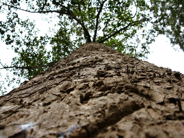 unusual angle and visible texture of the trunk and bark
