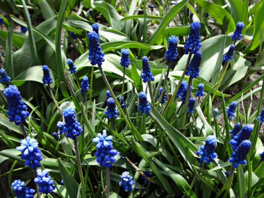 Doğada güzel mavi-mor çiçekler yığın. Bir sürü yeşil yaprak, uzun saplar..