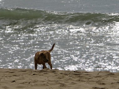 Vietnam 'daki Phu Quoc adasındaki sahilde bir köpek. Köpek yükselen bir deniz dalgasının arka planında vurulur..