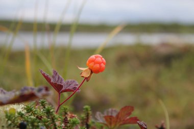Kuzeyde yalnız olgun dutlar