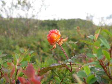 Kuzeyin uçsuz bucaksız topraklarında bulut üzümü