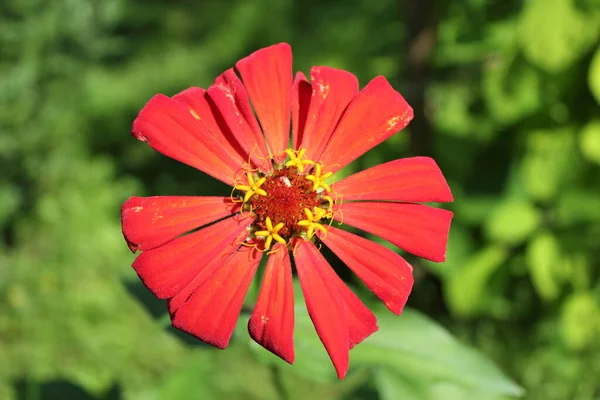 Vacker Röd Zinnia Blomma — Stockfoto