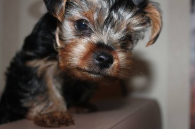 Yorkshire Teriyerinin ilginç yüzü