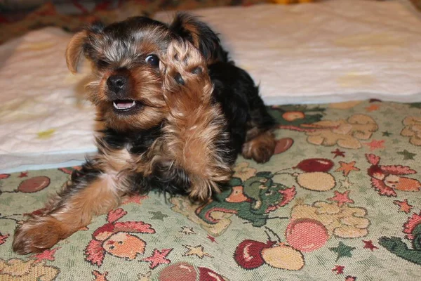 Yorkshire Teriyeri Nin Yaramaz Köpeği Herkesi Selamlıyor — Stok fotoğraf