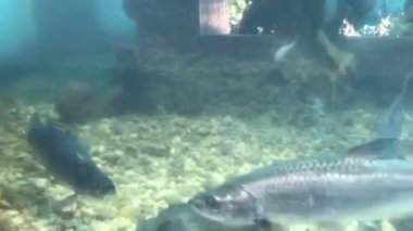 Akvaryumda yüzen balıklar. Dominik Cumhuriyeti 'ndeki Santo Domingo' da.