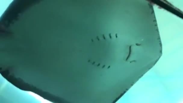 Video Stingray Taken Aquarium Santo Domingo Dominican Republic — Stock Video