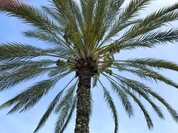 Una Palmera Cerca Una Estación Tren —  Fotos de Stock