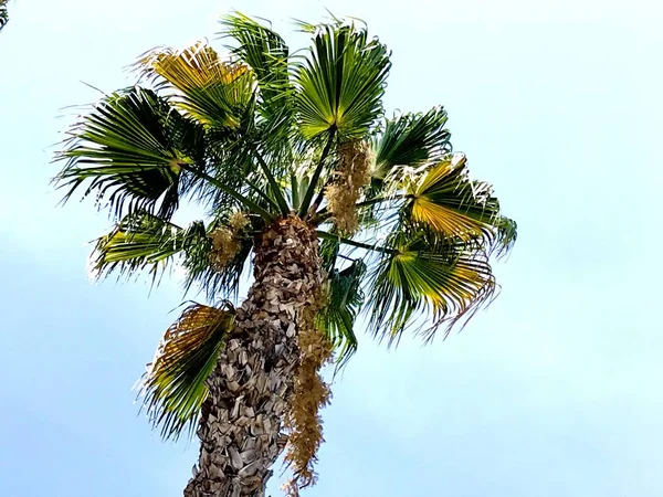 Palmyra palm tree. A species of palm that is common in this area.