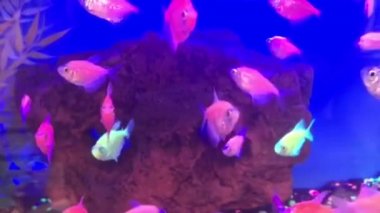 Bazı balıklar akvaryumda yüzüyor..