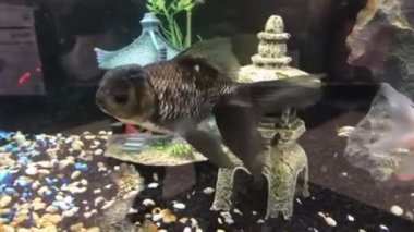 Yerel bir evcil hayvan dükkanındaki akvaryumda.