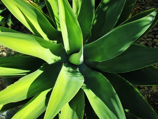 Bahçede büyüyen Yucca bitkisi.