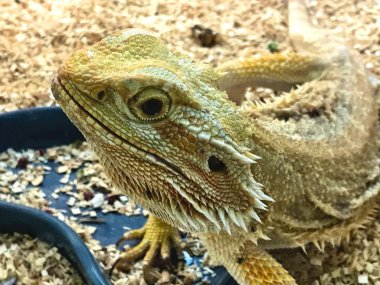 Evcil hayvan dükkanında sakallı bir ejderha..