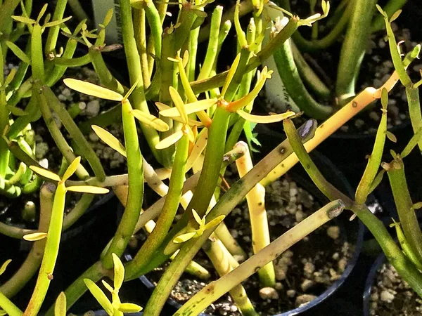 Ateş çubuğu fabrikasına yakın çekim