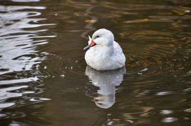 bir su birikintisi içinde yüzmeye beyaz ördek