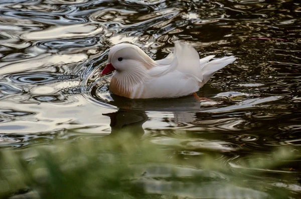 White Mandarin Duck Swimming Pond — Stock Photo, Image