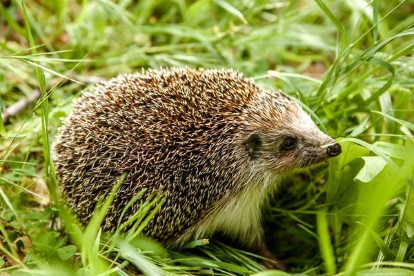 Egel Een Groene Weide Een Zonnige Dag Een Groene Weide — Stockfoto