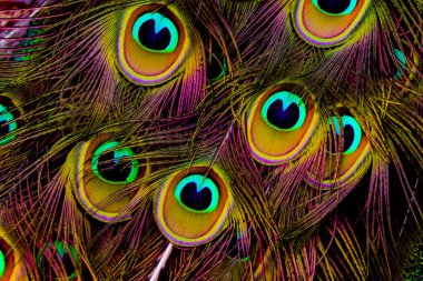 tavuskuşu tüyü siyah arkaplanda