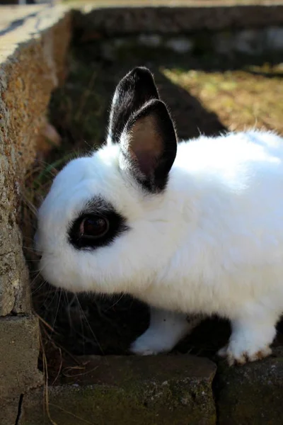 Just Litlle Rabbit Emo — Stock Photo, Image