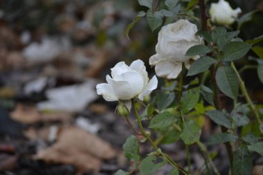 Bahçedeki beyaz gül